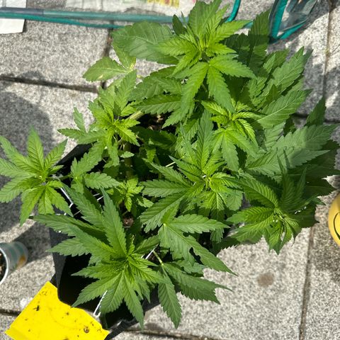 Gorilla Zkittlez Auto growlog timeline photo