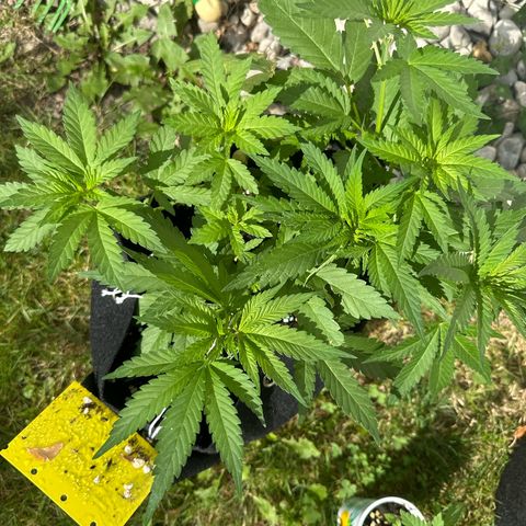 Gorilla Zkittlez Auto growlog timeline photo