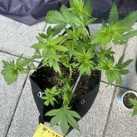Gorilla Zkittlez Auto growlog timeline photo