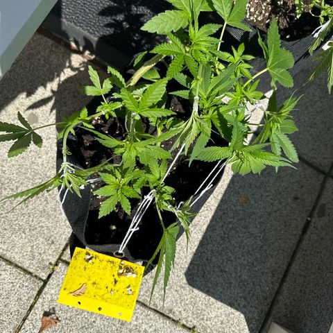 Gorilla Zkittlez Auto growlog timeline photo