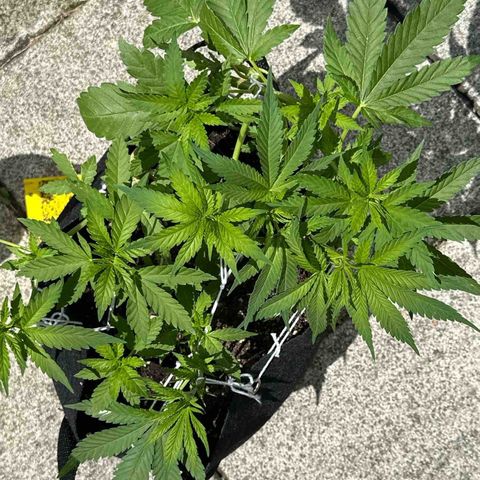 Gorilla Zkittlez Auto growlog timeline photo