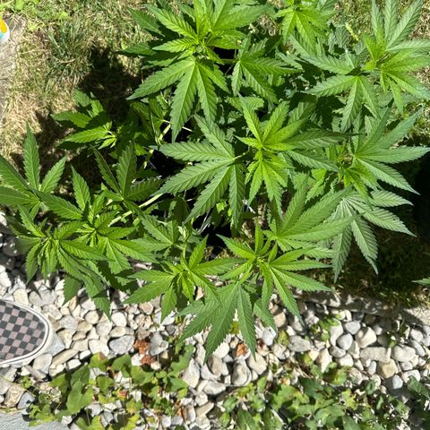 Gorilla Zkittlez Auto growlog timeline photo