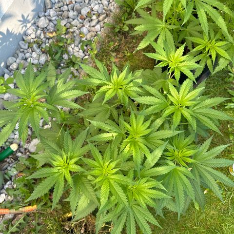 Gorilla Zkittlez Auto growlog timeline photo