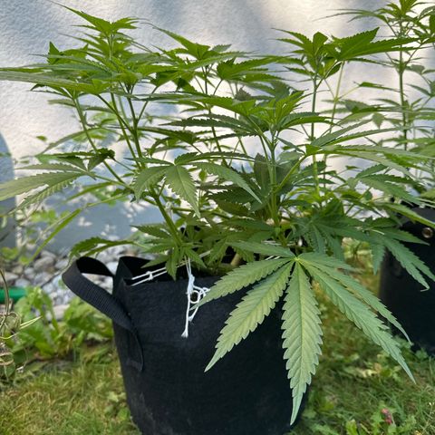 Gorilla Zkittlez Auto growlog timeline photo