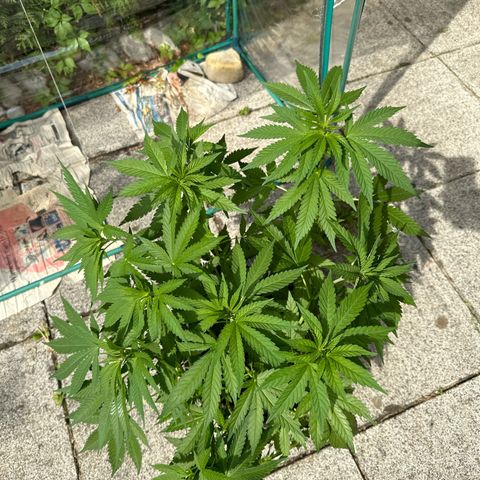 Gorilla Zkittlez Auto growlog timeline photo