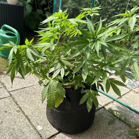 Gorilla Zkittlez Auto growlog timeline photo