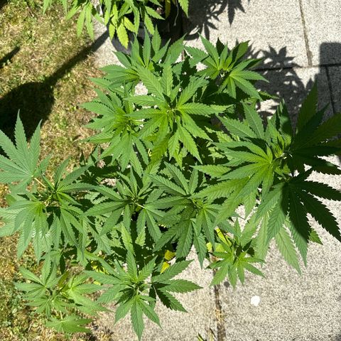 Gorilla Zkittlez Auto growlog timeline photo