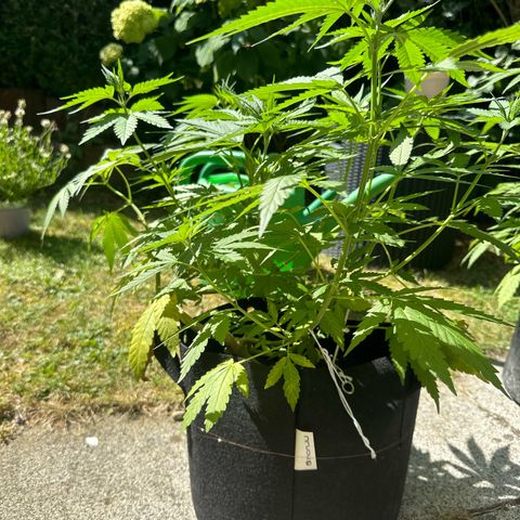 Gorilla Zkittlez Auto growlog timeline photo
