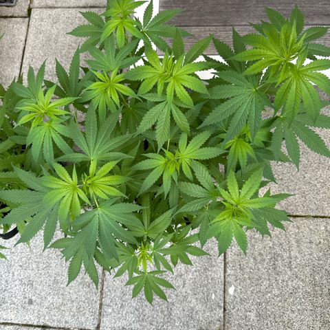 Gorilla Zkittlez Auto growlog timeline photo