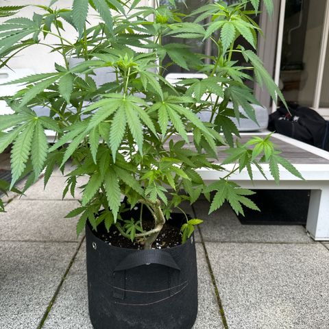 Gorilla Zkittlez Auto growlog timeline photo