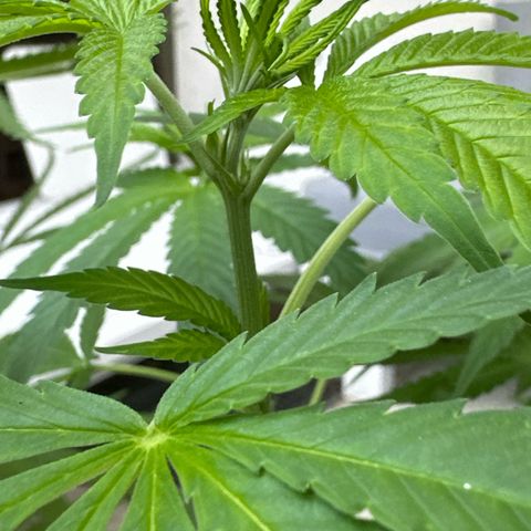 Gorilla Zkittlez Auto growlog timeline photo