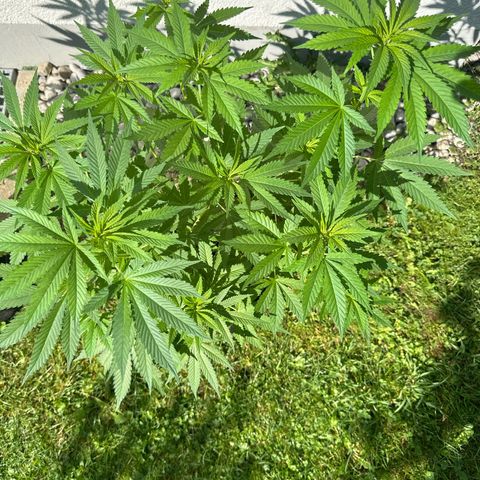Gorilla Zkittlez Auto growlog timeline photo