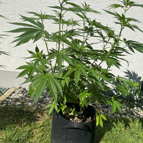 Gorilla Zkittlez Auto growlog timeline photo