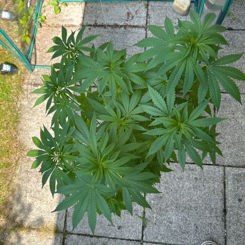 Gorilla Zkittlez Auto growlog timeline photo