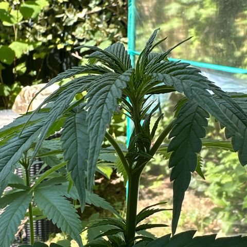 Gorilla Zkittlez Auto growlog timeline photo