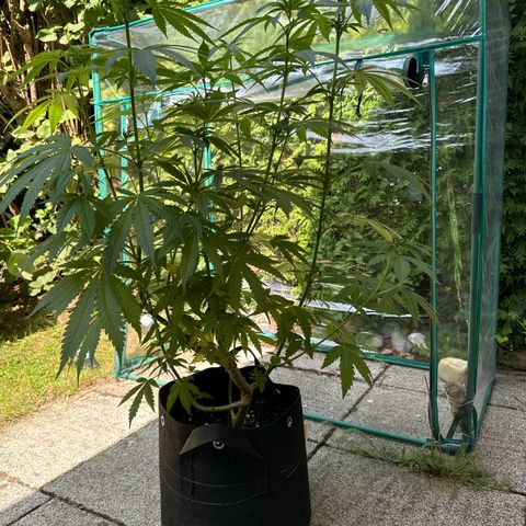 Gorilla Zkittlez Auto growlog timeline photo