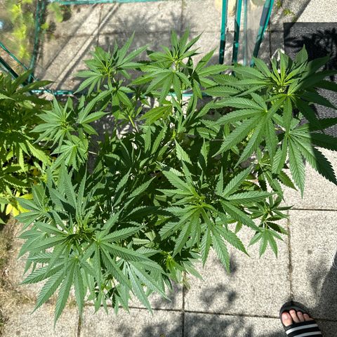 Gorilla Zkittlez Auto growlog timeline photo