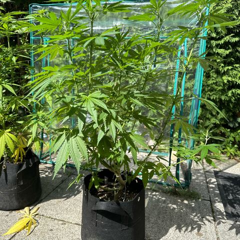 Gorilla Zkittlez Auto growlog timeline photo
