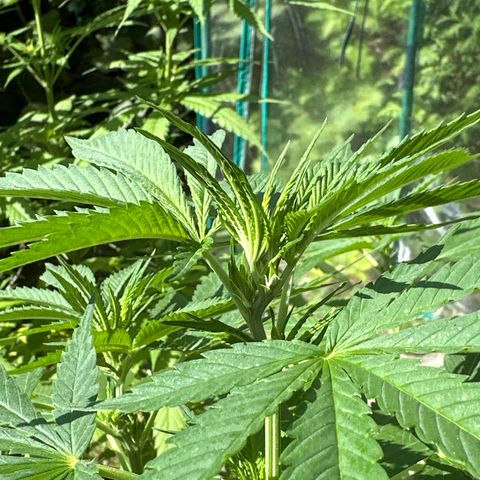 Gorilla Zkittlez Auto growlog timeline photo