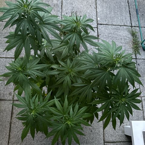 Gorilla Zkittlez Auto growlog timeline photo