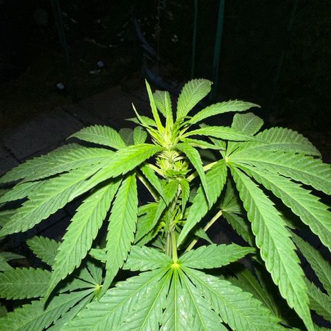 Gorilla Zkittlez Auto growlog timeline photo