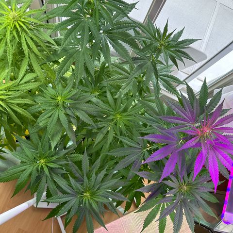 Gorilla Zkittlez Auto growlog timeline photo
