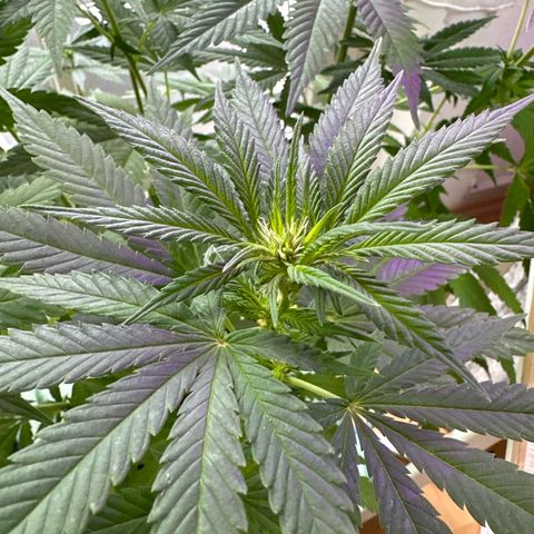 Gorilla Zkittlez Auto growlog timeline photo