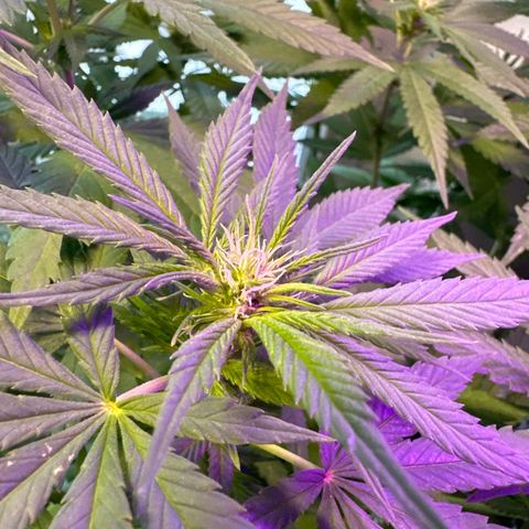 Gorilla Zkittlez Auto growlog timeline photo