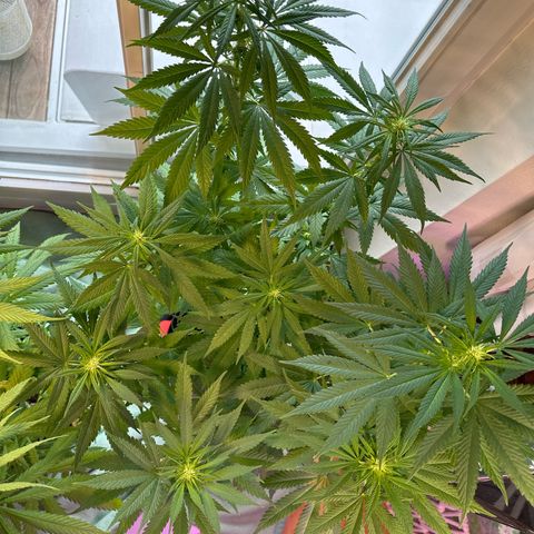 Gorilla Zkittlez Auto growlog timeline photo