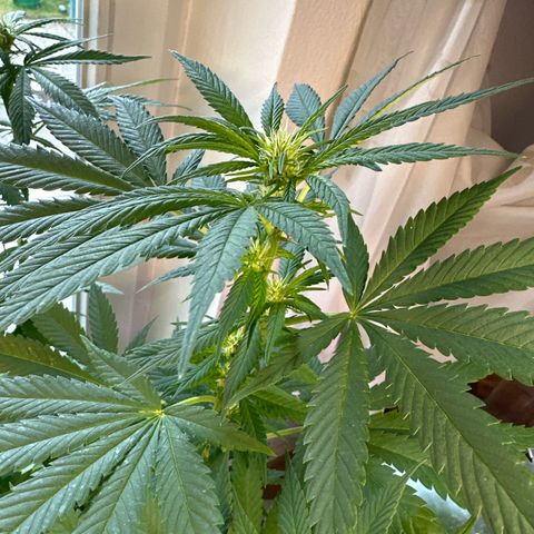 Gorilla Zkittlez Auto growlog timeline photo