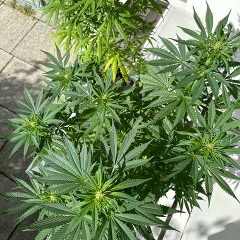 Gorilla Zkittlez Auto growlog timeline photo