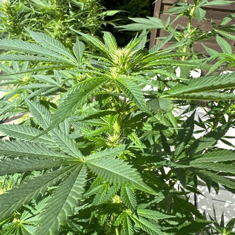 Gorilla Zkittlez Auto growlog timeline photo