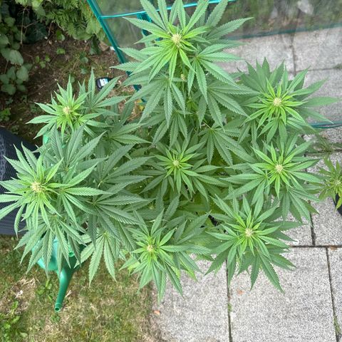 Gorilla Zkittlez Auto growlog timeline photo