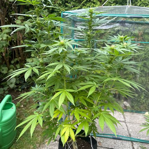 Gorilla Zkittlez Auto growlog timeline photo
