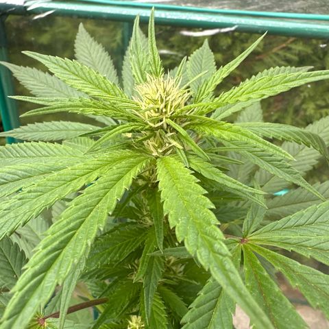 Gorilla Zkittlez Auto growlog timeline photo