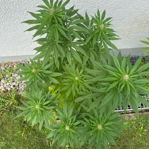 Gorilla Zkittlez Auto growlog timeline photo