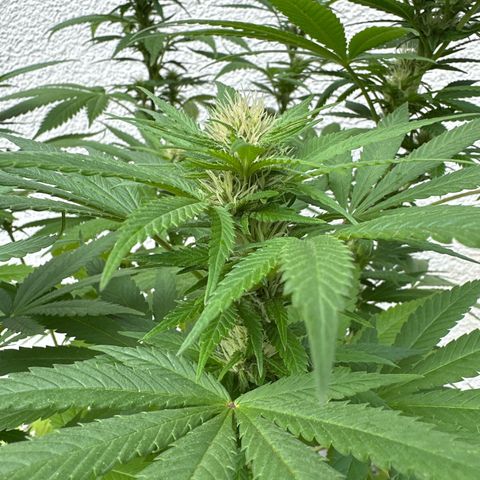Gorilla Zkittlez Auto growlog timeline photo