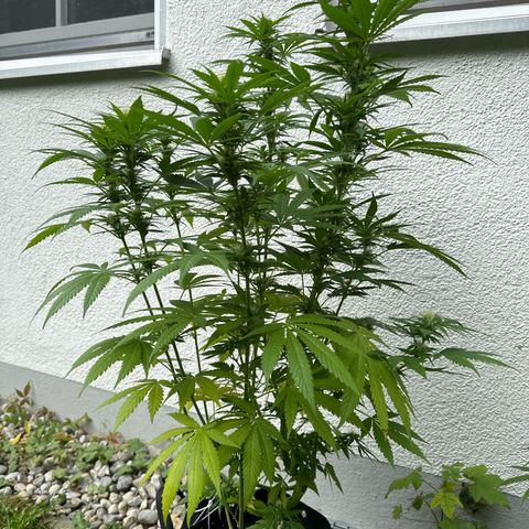 Gorilla Zkittlez Auto growlog timeline photo