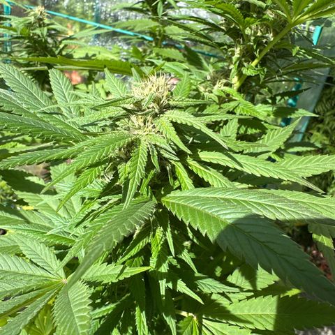 Gorilla Zkittlez Auto growlog timeline photo