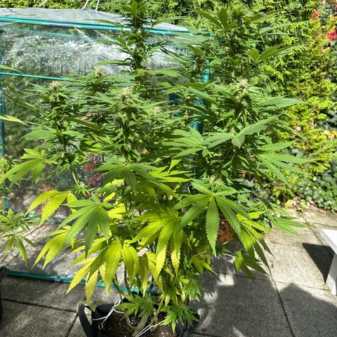 Gorilla Zkittlez Auto growlog timeline photo