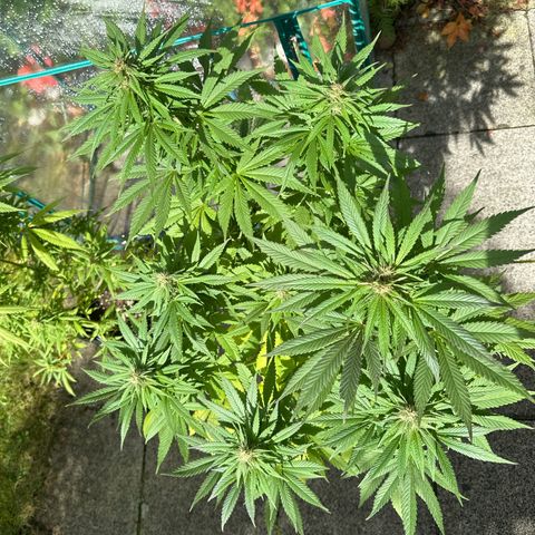 Gorilla Zkittlez Auto growlog timeline photo