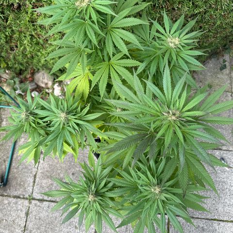 Gorilla Zkittlez Auto growlog timeline photo