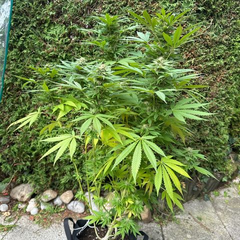Gorilla Zkittlez Auto growlog timeline photo