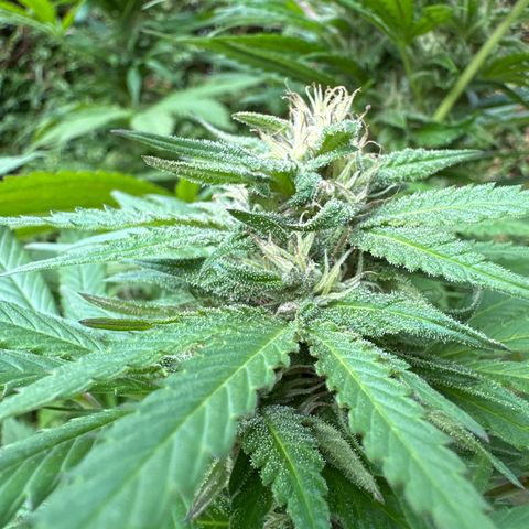 Gorilla Zkittlez Auto growlog timeline photo