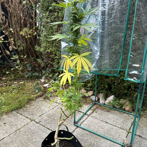 Gorilla Zkittlez Auto growlog timeline photo
