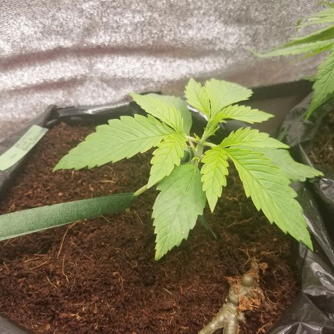 Blood Lemon skunk growlog timeline photo