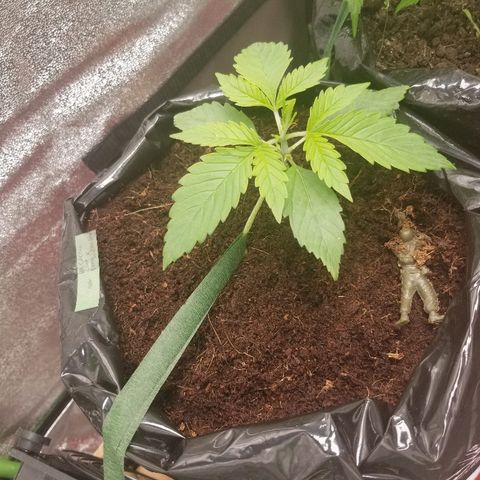 Blood Lemon skunk growlog timeline photo