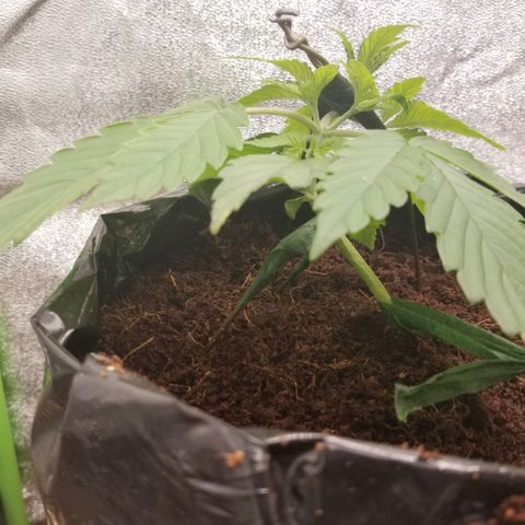 Blood Lemon skunk growlog timeline photo