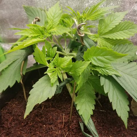 Blood Lemon skunk growlog timeline photo