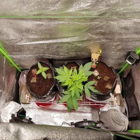Zkittles skunk growlog timeline photo